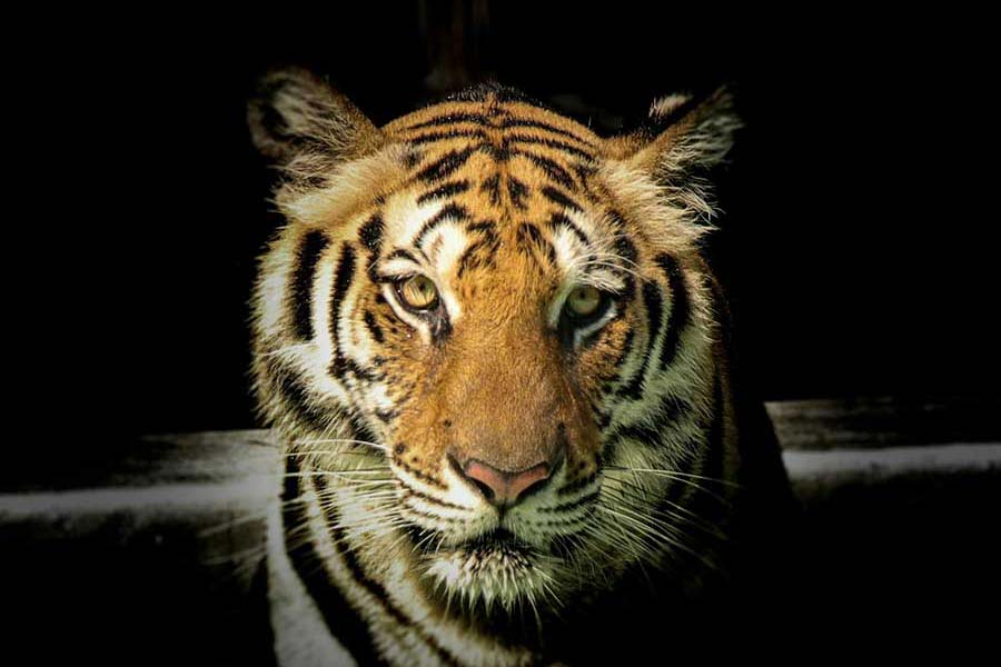 Singapore Zoo